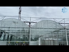 Hidroponik Tomat Mentimun Bunga Venlo Rumah Kaca Kaca Multispan Otomatis