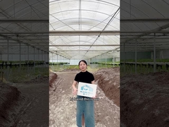 Rumah kaca multi-span untuk stroberi