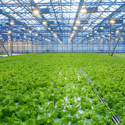 Rumah Kaca Fiber Glass Hidroponik Multi Span Pertanian Untuk Tumbuh Sayuran