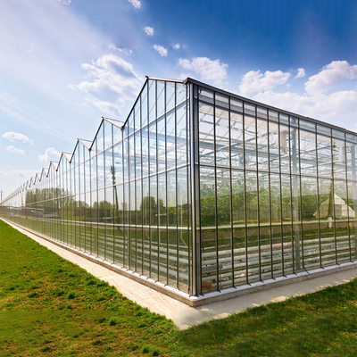 Sisi Dan Atas Sistem Ventilasi Multispan Glass Covered Venlo Type Greenhouse