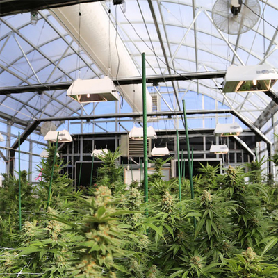 Lembar Pc Cannabis Pemadaman Cahaya Rumah Kaca Tanaman Pertanian Tumbuh