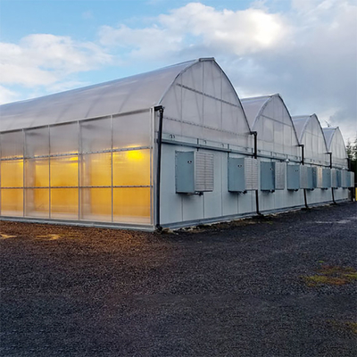 Led Grow Lighting Tunnel Auto Light Dep Greenhouse Multi Span Untuk Rami Tumbuh