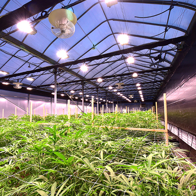 Sistem Perampasan Cahaya Blackout Greenhouse Span Tunggal Untuk Herb