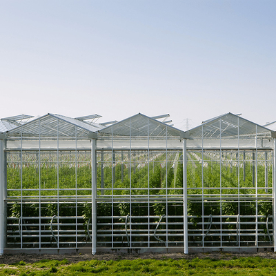 Sistem Tumbuh Hidroponik Venlo Glass Greenhouse Galvanized Steel Frame