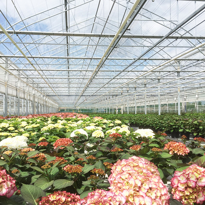 Sayuran Hidroponik Venlo Kaca Tempered Rumah Kaca Multispan Untuk Menumbuhkan Tomat