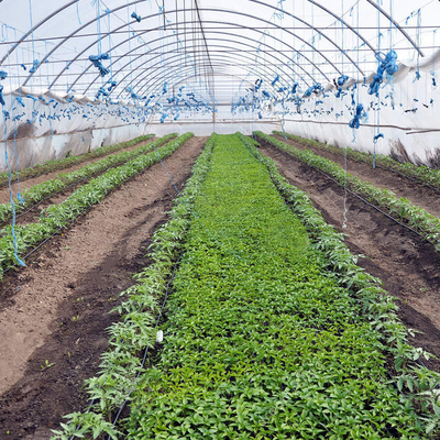 Rangka Baja Polyethylene Film Singlespan Greenhouse Untuk Pertanian Pertanian
