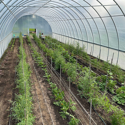 pipa baja galvanis Single-Span Film Commercial Tunnel Plastic Greenhouse untuk tanaman pertanian yang tumbuh