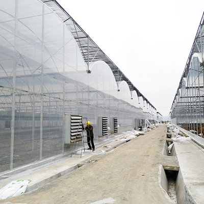 Galvanized Walk In Multispan 5.3m Tunnel House Plastic Multi Span Greenhouse