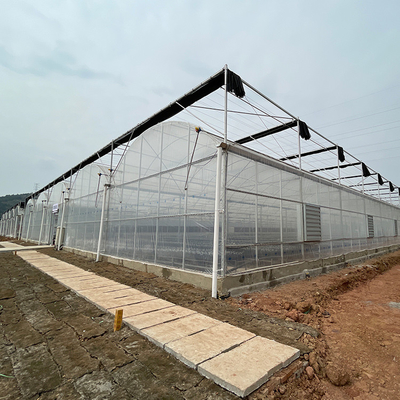Terowongan Multi Rentang Rumah Kaca Tomat Plastik Struktur Stabil Rumah Kaca Multi Rentang Prefabrikasi