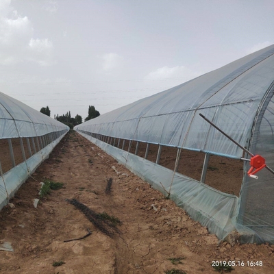 Rumah Kaca Film Plastik Terowongan Tunggal Pertanian untuk Penanaman Strawberry Tumbuh