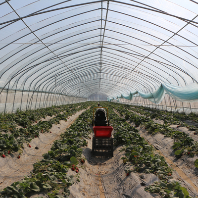 Rumah Kaca Film Plastik Terowongan Tunggal Pertanian untuk Penanaman Strawberry Tumbuh