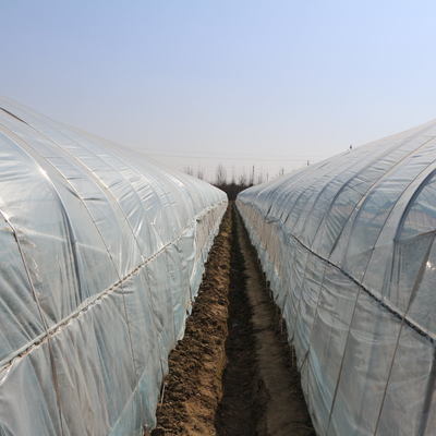 Arch Outdoor Chinese Tunnel Plastic Greenhouse Transparan Untuk Budidaya