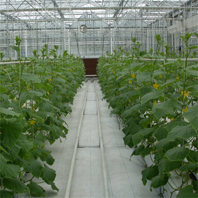 Hidroponik Tomat Mentimun Bunga Film Arch Rumah Kaca Kaca Multispan Otomatis