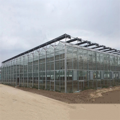 Pertanian Multi Span Otomatis Venlo Glass Rumah Kaca Untuk Sayuran Tumbuh