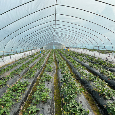 Sayuran Tumbuh Single Span Rumah Kaca Pertanian Terowongan Tinggi Untuk Bibit