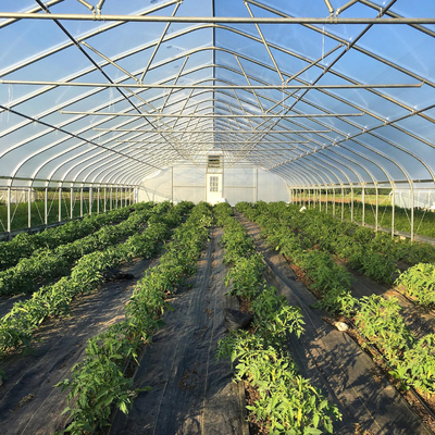 Komersial Pertanian Terowongan Tinggi Plastik Rumah Kaca Span Tunggal untuk Tomat