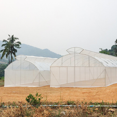 Pertanian Single Span Single Tunnel Umbrella Roof Vent Rumah Kaca Untuk Area Panas
