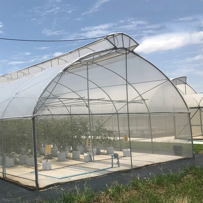 Top Vent Automatic Multi Tunnel Umbrella Single Span Greenhouse Untuk Penanaman Tomat