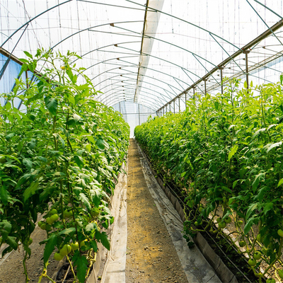 Terowongan Pertumbuhan Tanaman Tomat Film Rumah Kaca Plastik Meliputi UV Diobati