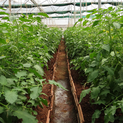 Terowongan Pertumbuhan Tanaman Tomat Film Rumah Kaca Plastik Meliputi UV Diobati