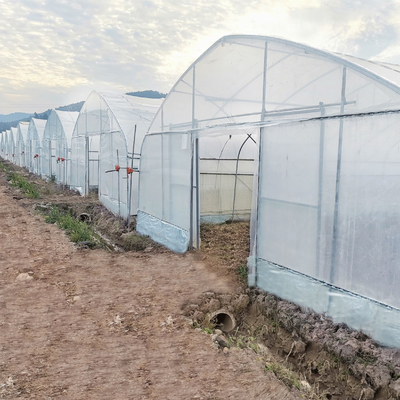 Sistem Hidroponik Rangka Baja Lengkungan Film Plastik Poly Tunnel Rumah Kaca Untuk Tomat