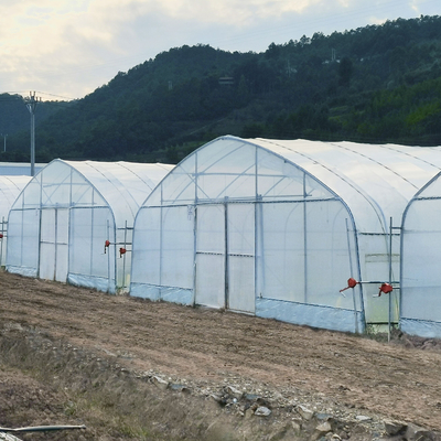 Sistem Hidroponik Rangka Baja Lengkungan Film Plastik Poly Tunnel Rumah Kaca Untuk Tomat