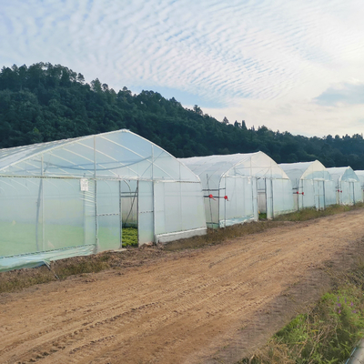 Rangka Baja Galvanis Pe Film Greenhouse Single Span Greenhouse Tunnel 30 X 10 Meter