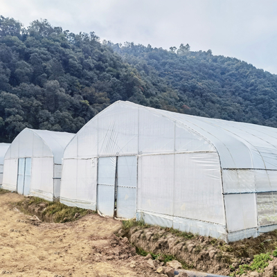 Rangka Baja Galvanis Pe Film Greenhouse Single Span Greenhouse Tunnel 30 X 10 Meter