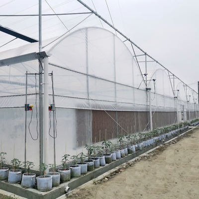 Turnkey Projects Memasang Rumah Kaca Film Plastik Hidroponik Komersial Multi-bentang Rumah Kaca Pertanian