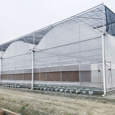 Tomat Sistem Hidroponik Komersial Rumah Kaca Multispan Dengan Sistem Kontrol Iklim