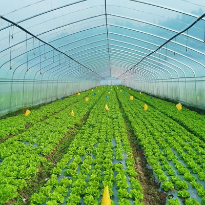 Rangka Baja Galvanis Pe Film Greenhouse Single Span Greenhouse Tunnel 30 X 10 Meter