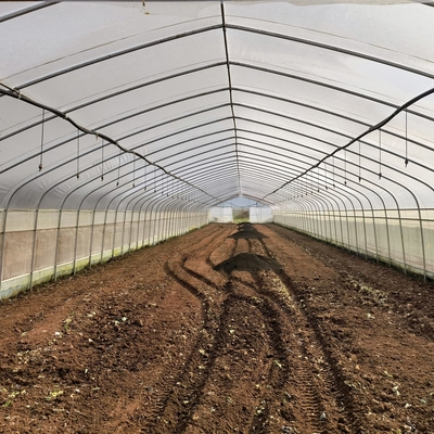 Rangka Baja Galvanis Pe Film Greenhouse Single Span Greenhouse Tunnel 30 X 10 Meter