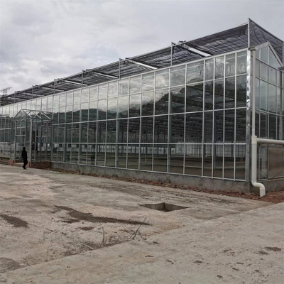 Rumah Kaca Pertanian Multi-rentang Venlo Rumah Kaca Kaca Tempered Dengan Sistem Penanaman Hidroponik