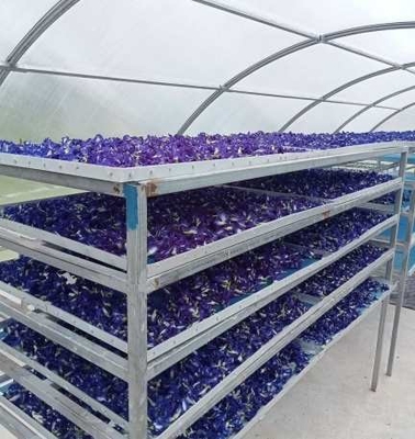 Greenhouse pengeringan ikan herbal sinar matahari tahan UV dengan struktur stabil untuk pengeringan tanaman dan makanan