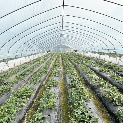 Hot Sale Poly Tunnel Strawberry Greenhouse Pertanian Single-span Greenhouse Untuk Pertanian Strawberry