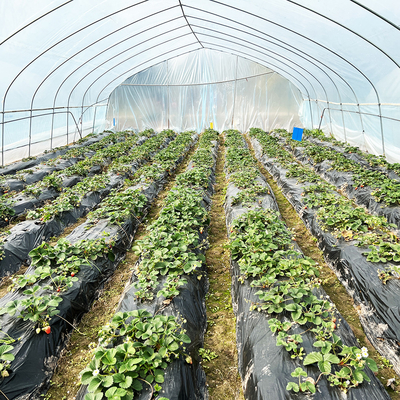 Hot Sale Poly Tunnel Strawberry Greenhouse Pertanian Single-span Greenhouse Untuk Pertanian Strawberry