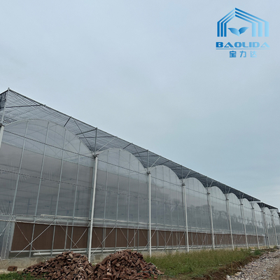 Smart Galvanized Tube Steel Pipe Tomato Plastic Film Arch Greenhouse Pertanian Multi-span Greenhouse Untuk Dijual