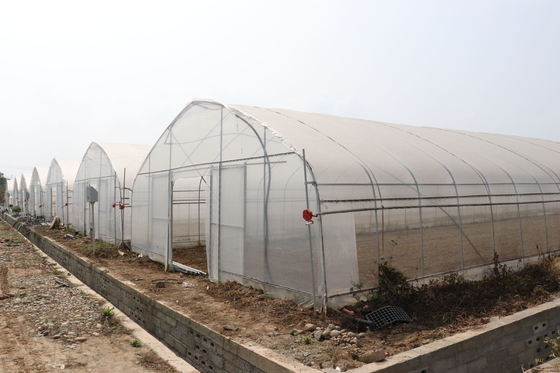 Polytunnel Sri Lanka Colombo Steel Frame Rumah Kaca Span Tunggal