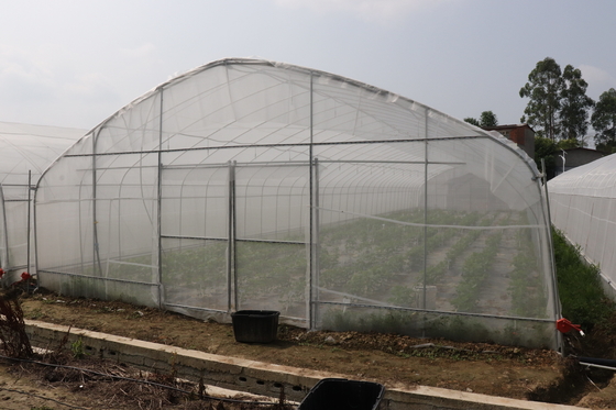 Polytunnel Sri Lanka Colombo Steel Frame Rumah Kaca Span Tunggal