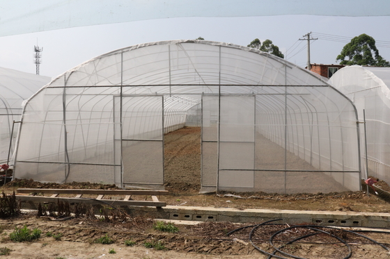 Polytunnel Sri Lanka Colombo Steel Frame Rumah Kaca Span Tunggal