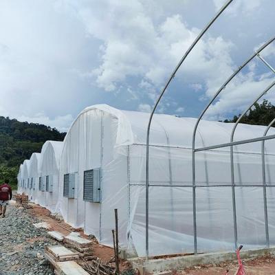 Rumah Kaca Terowongan Tinggi Praktis Untuk Solusi Pertanian