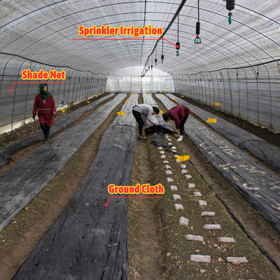 Serre Gewachshaus Sklenik Serra Invernadero Rumah Kaca Untuk Menumbuhkan Sayuran