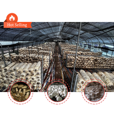 Tinggi sisi 1,2-1,8m dan ruang lengkungan 1-1,5m Jamur Poly Tunnel Greenhouse Dilindungi UV