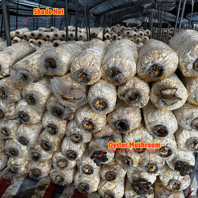 Tinggi sisi 1,2-1,8m dan ruang lengkungan 1-1,5m Jamur Poly Tunnel Greenhouse Dilindungi UV