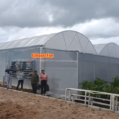 Menanam bunga dan sayuran Rumah kaca Quonset Hut Konservatorium Rumah Pertanian Rumah yang terhubung dengan selokan Rumah kaca besar dengan ventilasi atap