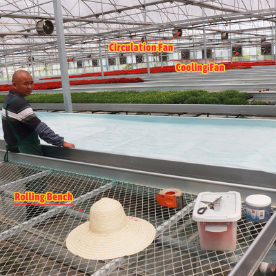 Desain Custom Ekonomi Sistem Shading Otomatis Multi-span Strawberry Greenhouses untuk Buah Sayuran