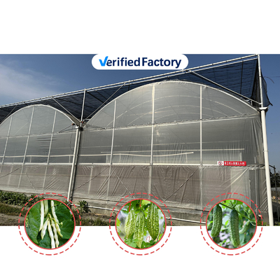 Produksi Sayuran Benih Pertanian Strawberry Rumah kaca Multi Tunnel