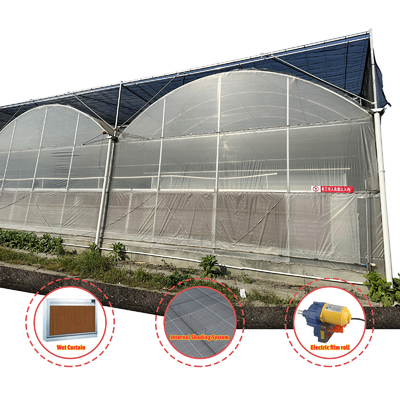Produksi Sayuran Benih Pertanian Strawberry Rumah kaca Multi Tunnel