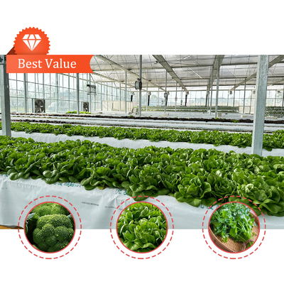 Produksi Sayuran Benih Pertanian Strawberry Rumah kaca Multi Tunnel
