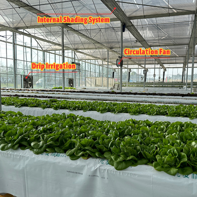 Produksi Sayuran Benih Pertanian Strawberry Rumah kaca Multi Tunnel